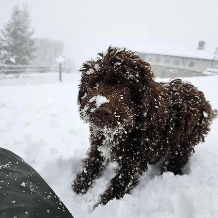 Rifugio Guglielmo E Giovanni Pelizzo